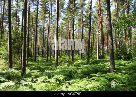 Hohen Kiefern unter Farnen in einem schwedischen Wald Stockfoto