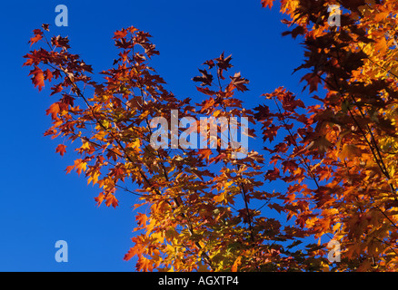 Ahorn im Herbst, New England, USA Stockfoto