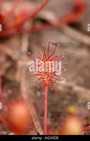 Sonnentau Drosera Rotundifolia Isle of Mull, Schottland Stockfoto