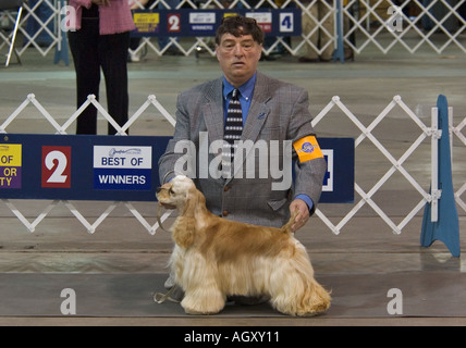 Cocker Spaniel Show im AKC Konformation Dog Show Louisville Kentucky wird Stockfoto