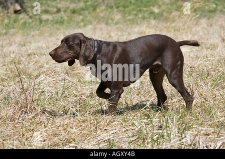 Deutsch Kurzhaar-Pointer am Punkt Jagd Test Waverly Indiana Stockfoto