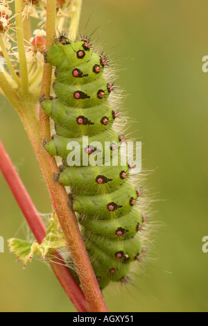 Kaiser-Motte Caterpillar Saturnia pavonia Stockfoto