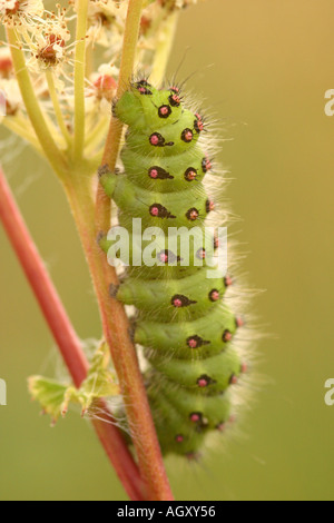 Kaiser-Motte Caterpillar Saturnia pavonia Stockfoto