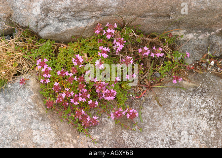 Heidekraut oder Ling Calluna Vulgaris Isle of mull, Schottland Stockfoto
