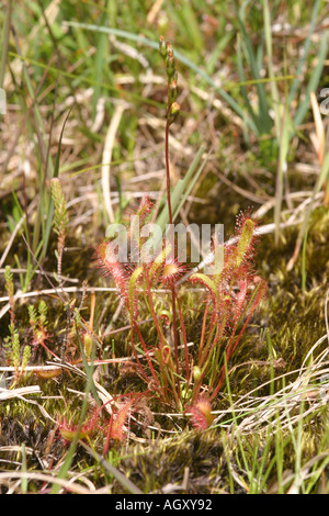 Sonnentau Drosera Rotundifolia Isle of Mull, Schottland Stockfoto