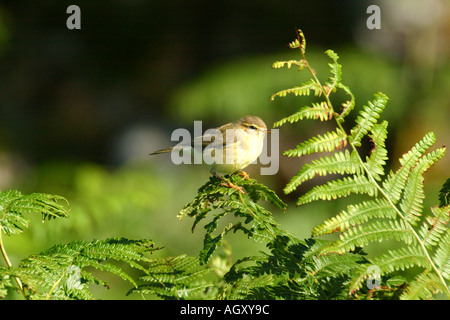 Fitis Phylloscopus Trochilus Isle of mull, Schottland Stockfoto