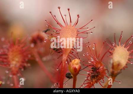 Sonnentau Drosera Rotundifolia Isle of Mull, Schottland Stockfoto