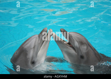 lustige Flasche nosed Delphine im Wasser tanzen Stockfoto