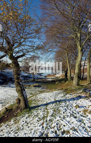 Blick Richtung Dovestones Reservoir durch Bäume mit verschneiten Vordergrund und Ble sky Stockfoto