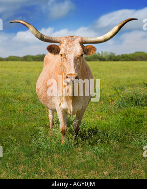 Texas Longhorn Rindern Stockfoto