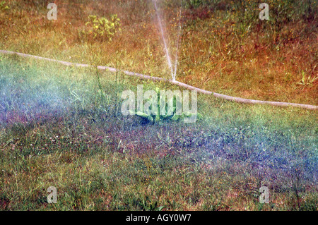 Regenbogen im Garten Stockfoto