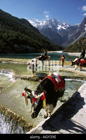 China Yunnan Lijiang Jade Dragon Snow Mountain Yaks für Touristenfahrten auf dem Wasserfall Stockfoto