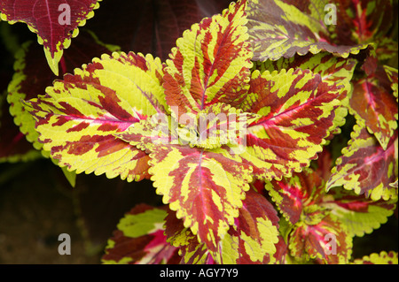 Pflanze, Coleus Blumei, Cóleo, Solenostemon, Kontrast, braun, rosa, rot