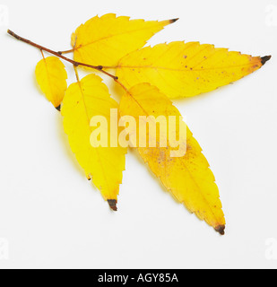 Stillleben mit gelben Blätter im Herbst Stockfoto