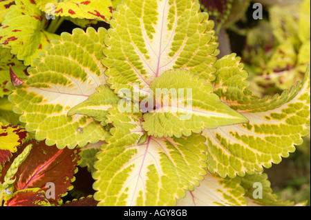 Pflanze, Coleus Blumei, Cóleo, Solenostemon, Kontrast, braun, rosa, rot