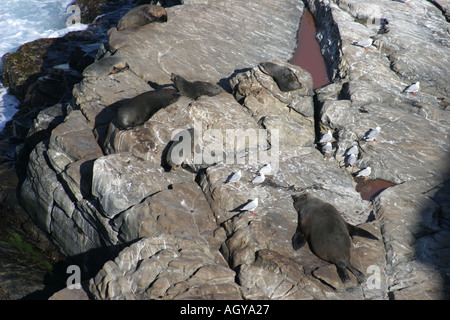 Pelz Dichtungen Finder Chase National Park Kangaroo Island Australien Stockfoto