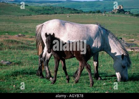 Dartmoor Stute und Fohlen Dartmoor National Park UK Stockfoto