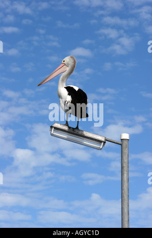 Pelikan auf die Lampe Licht Post American River Kangaroo Island Australien Sitzen Stockfoto