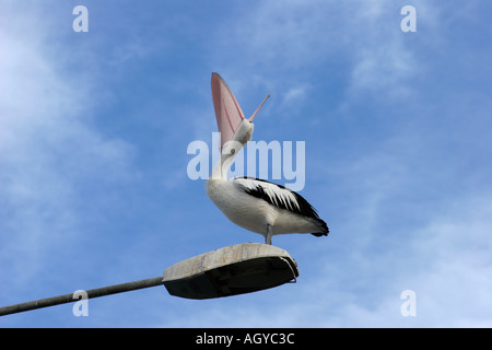 Pelikan sitting on Top of Lampost American River Kangaroo Island Australien Stockfoto