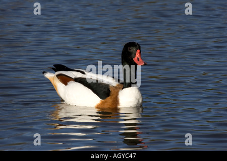 Gemeinsamen Brandgans Tadorna Tadorna Wildfowl Feuchtgebiete Vertrauen Slimbridge UK Stockfoto