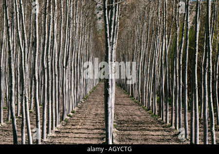 Ständen der Pappeln in der Nähe von Alhama de Granada in Granada Provinz Süd-Spanien Stockfoto