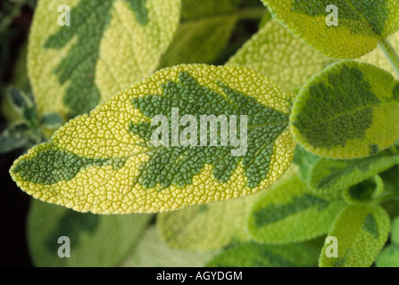 Salvia Officinalis 'Icterina' AGM (bunte Form der gemeinsamen Salbei) Großaufnahme der bunten Blätter. Stockfoto