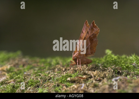 frühe Dorn Motte Selenia Dentaria auf bemoosten Log UK england Stockfoto