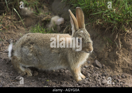 Europäische Kaninchen Oryctolagus cuniculus Stockfoto