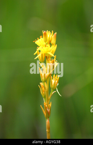 Beinbrech Narthecium Ossifragum Isle of Mull, Schottland Stockfoto