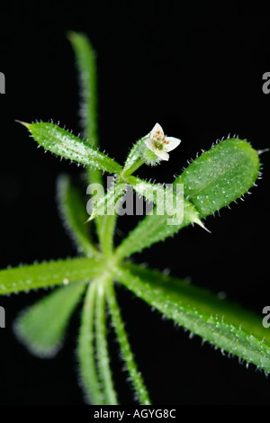 Makro in der Nähe Bettler der Hackmesser, Galium Aparine, Läuse, Catchweed, Labkraut ewige Freundschaft Goose Grass Grund auf Rasen Stockfoto