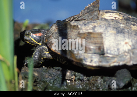 gemalte Schildkröte Chrysemys Picta auf einem Baumstamm in Lake Washington Seattle Washington Stockfoto