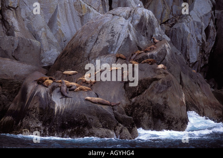 Steller Seelöwen Eumetopias Jubatus holte auf Felsen Auferstehung Bay Chiswell Islands National Marine Sanctuary Alaska Stockfoto