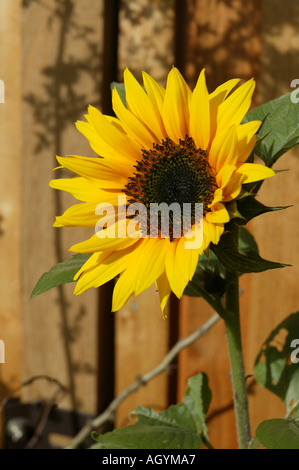 Leuchtend gelbe Sonnenblumen in Sommersonnenschein in einer Gartenanlage Stockfoto