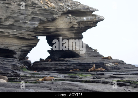 Galapagos Seelöwe Zalophus Californianus Wollebacki ruht auf Vulkangestein Stockfoto