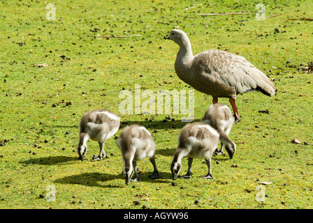 Eine weibliche Cape kargen Gans Cereopsis Novaehollandiae wacht über vier junge Gänsel Weiden auf junge Rasen Triebe Stockfoto