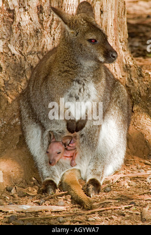 Ein Tasmanian Red necked Wallaby Bennetts Wallaby Macropus Rufogriseus mit einer sehr jungen Joey im Beutel Stockfoto