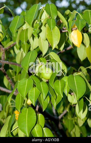 Poison Apple Hippomane Mancinella Manchinelbaum Galapagos Stockfoto