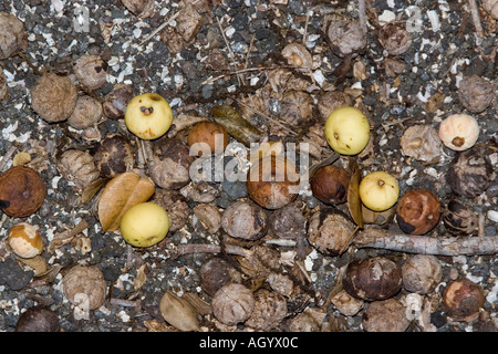 Poison Apple Hippomane Mancinella Manchinelbaum Galapagos Stockfoto