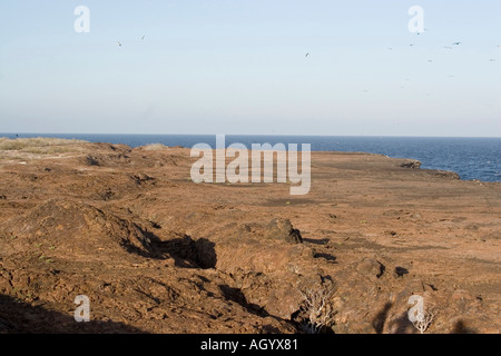 Verschachtelung Kolonie Galapagos Sturmvogel Oceanodroma Tethys auf Genovesa Insel der Galapagos Inseln. Stockfoto