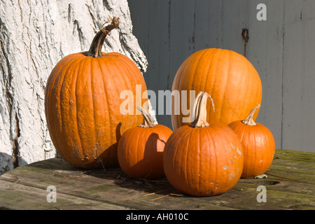 Kürbisse auf einer amischen Bauernhof in Lancaster County Pennsylvania, USA Stockfoto