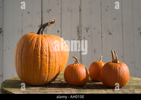 Kürbisse auf einer amischen Bauernhof in Lancaster County Pennsylvania, USA Stockfoto