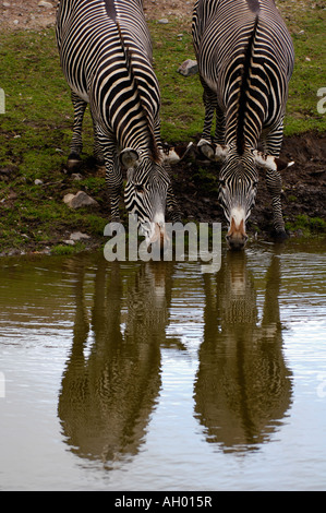 Zwei Zebras Trinkwasser mit Reflexion (Wildgehege) Stockfoto