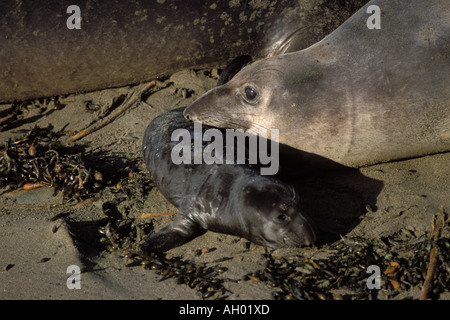 nördlichen See-Elefanten Mirounga Angustirostris Kuh mit Neugeborenen am Strand San Simeon northern California Pacific Stockfoto