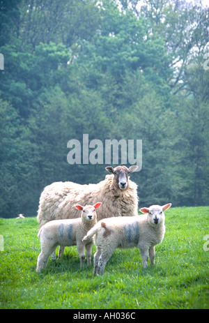 EWE mit zwei Lämmer stehend in einem Feld in West Sussex im Frühjahr im Vereinigten Königreich Stockfoto