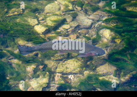 Eine Forelle in den Fluss Coln fließt durch die Cotswold Dorf Bibury, Gloucestershire Stockfoto