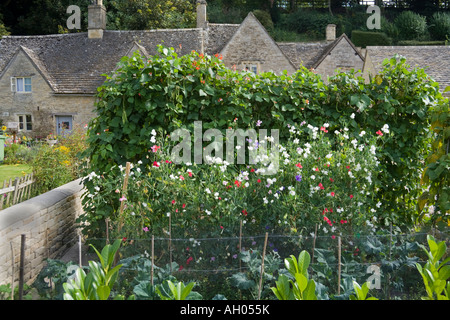 Zuckererbsen und Stangenbohnen wächst in einem Cottage Garten in Cotswold Dorf von Bibury, Gloucestershire Stockfoto