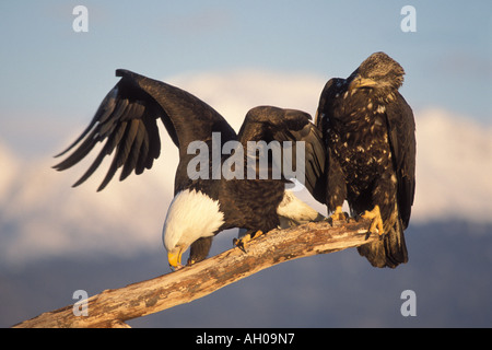 Weißkopfseeadler Haliaeetus Leucocephalus Erwachsenen und Jugendlichen teilen ein Treibholz Barsch Kachemak Bay Yunan Alaska Stockfoto
