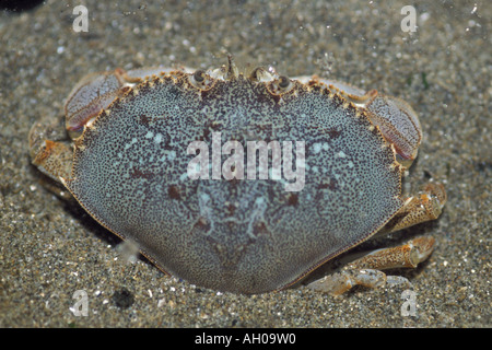 Dungeness Krabbe Krebs Magister Shi Shi Beach Olympic Nationalpark Olympic Peninsula Washington Stockfoto