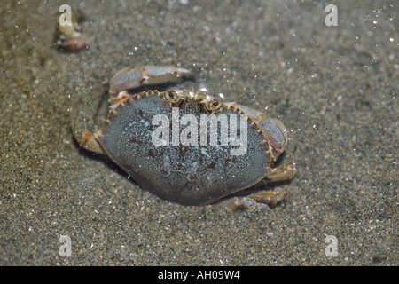 Dungeness Krabbe Krebs Magister Shi Shi Beach Olympic Nationalpark Olympic Peninsula Washington Stockfoto