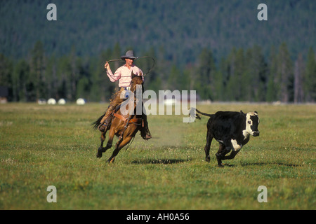 Cowboy zu Pferd jagt junges Kalb Stockfoto